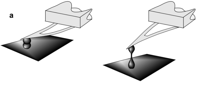 Tumor Cell Extravasation Simulation